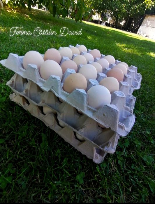 Oua incubatie Australorp Negru Albastru Splash