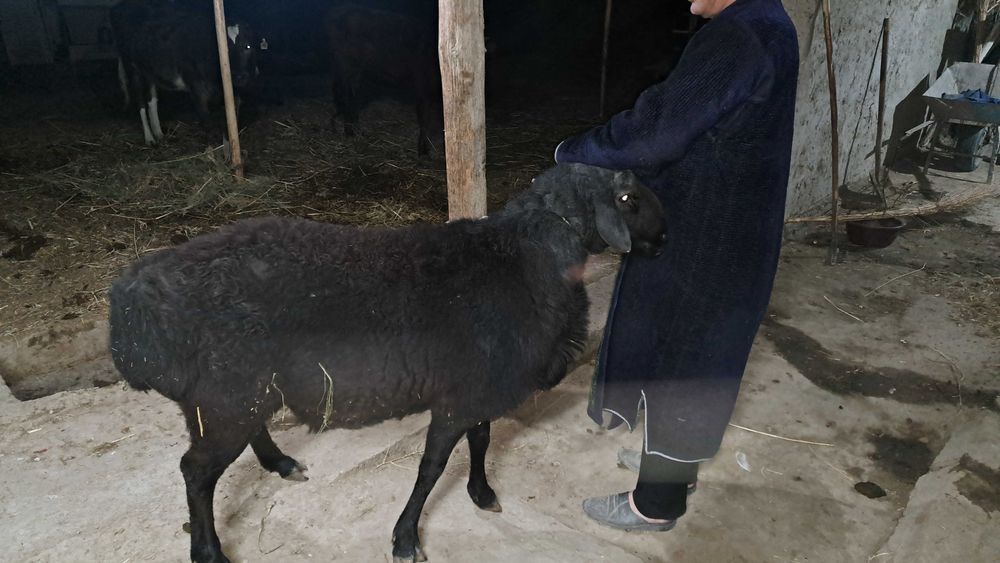 Катта соглом кора кучкор сотилади 2йош