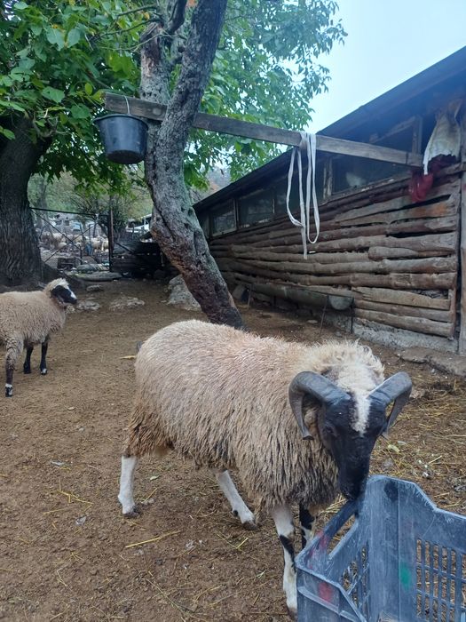 Продавам овен почти на 1 година