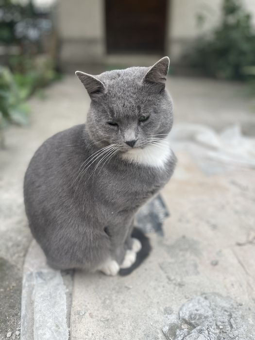 Adoptie motan gri