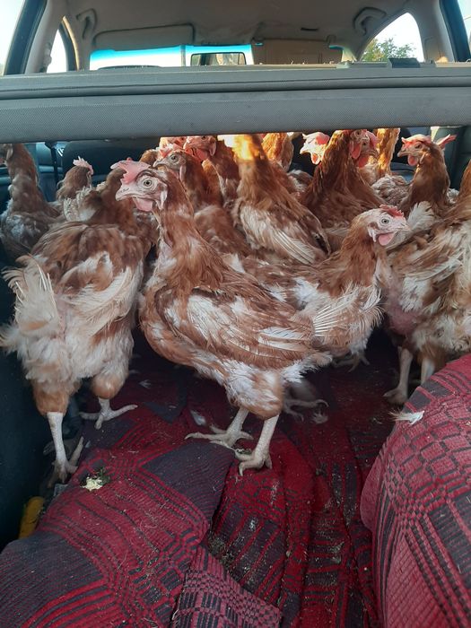 Продават се кокошки