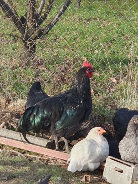 Cocosi Austrolop negru