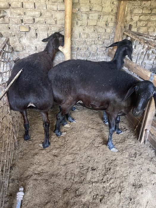 Qoylar sotiladi.