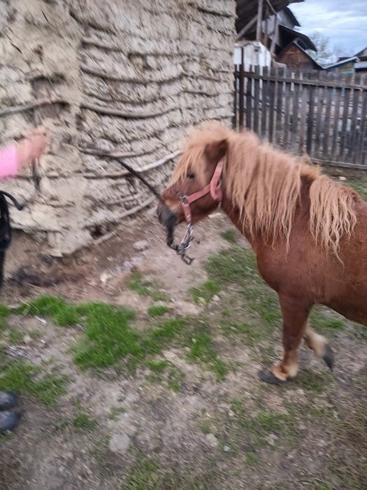 Vând urgent ponei armăsar foarte cuminte