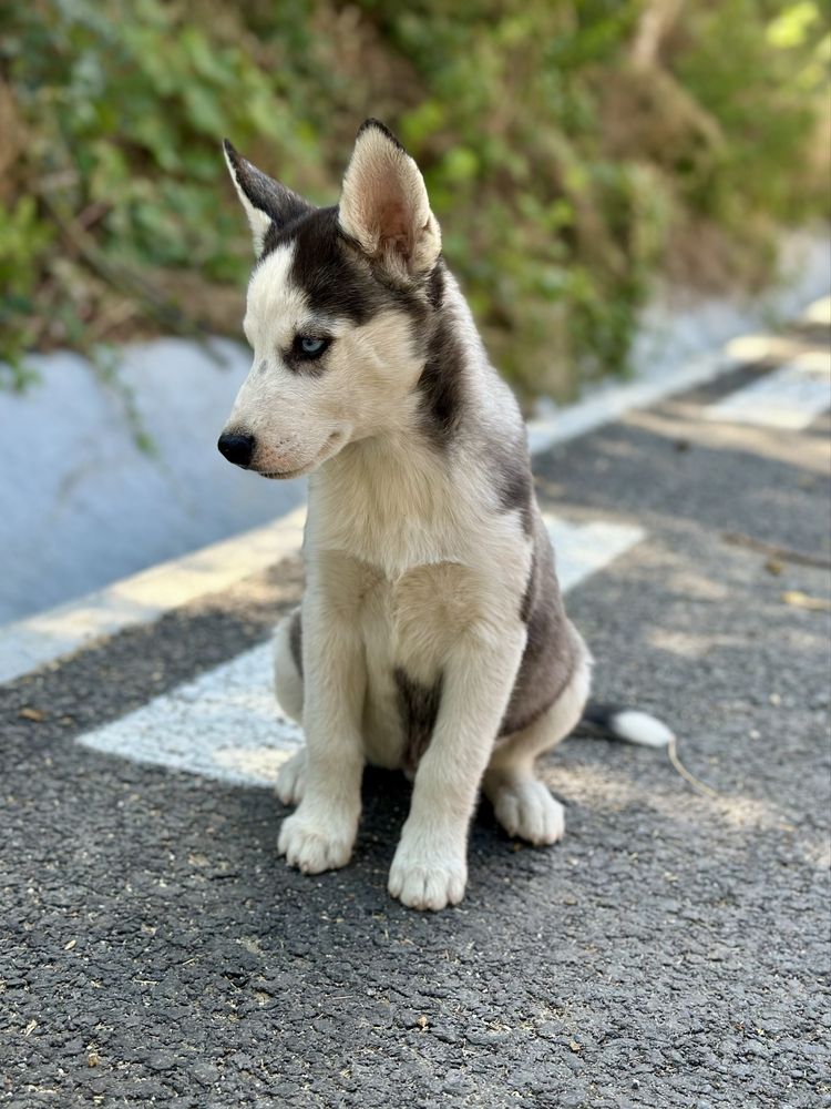 Femela husky siberian(exemplar deosebit)!