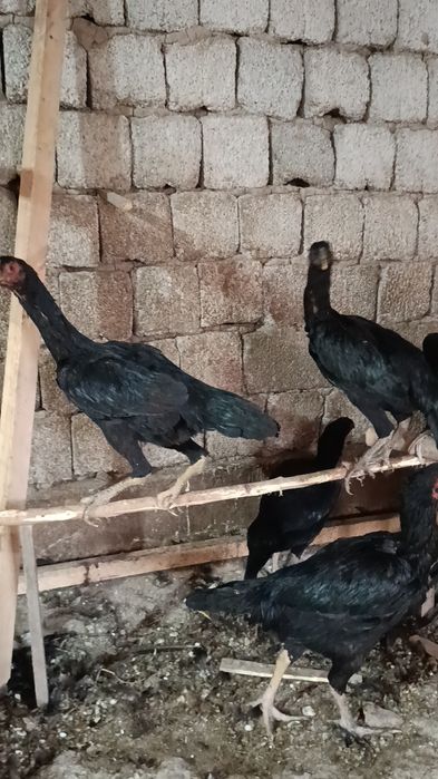 Дакан макиёнлар бахорги