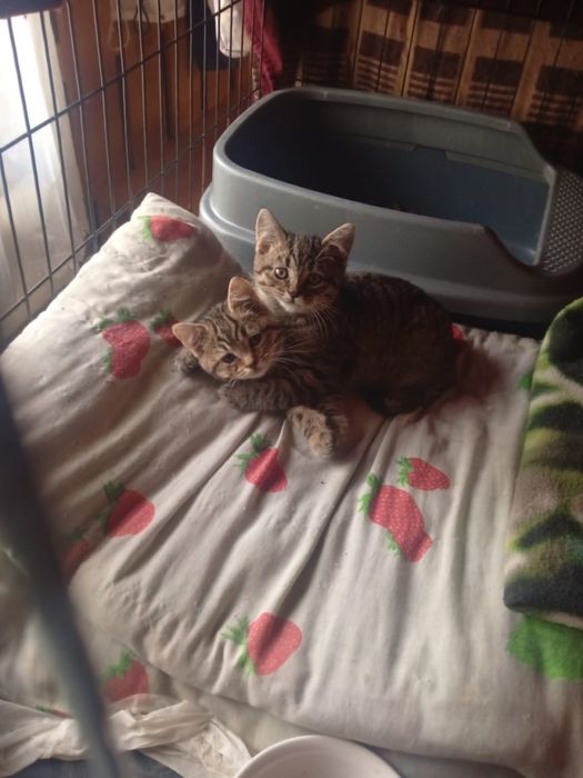 Отдам породистых котят и кошечку (стерильна )