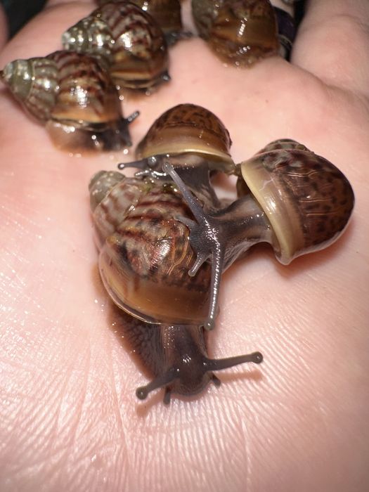 Ахатина фулика природники ф1