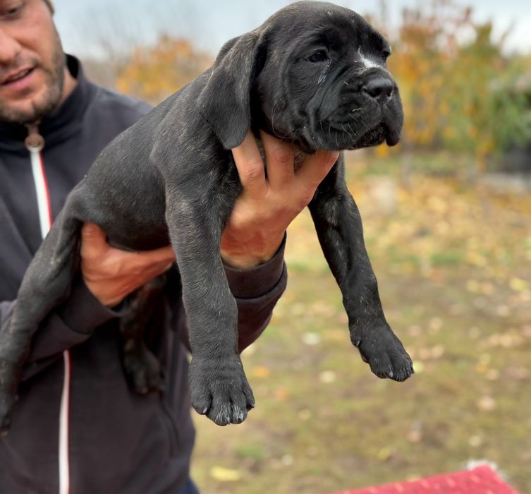Pui de rasa-linii campioni:BRUNO x GRETA Red Dogs Champions