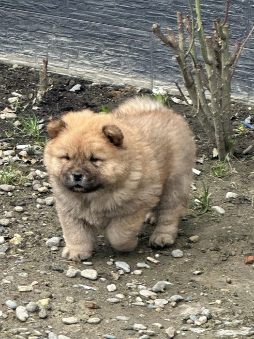 Chow chow cu pedegree