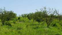 1 Ha Hectar Livada cu nuci Lazareni, Oradea Bihor