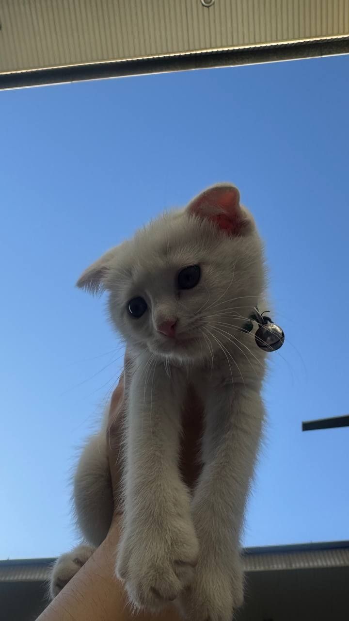 Scottish fold 2 oylik