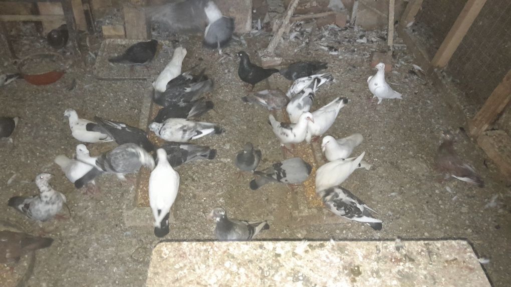 Продавам гълъби шимели
