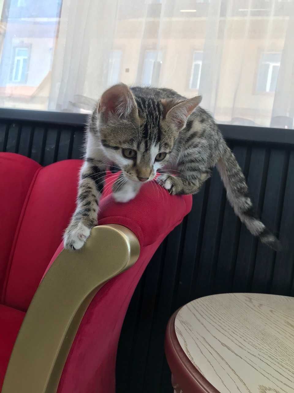 Котенок продается