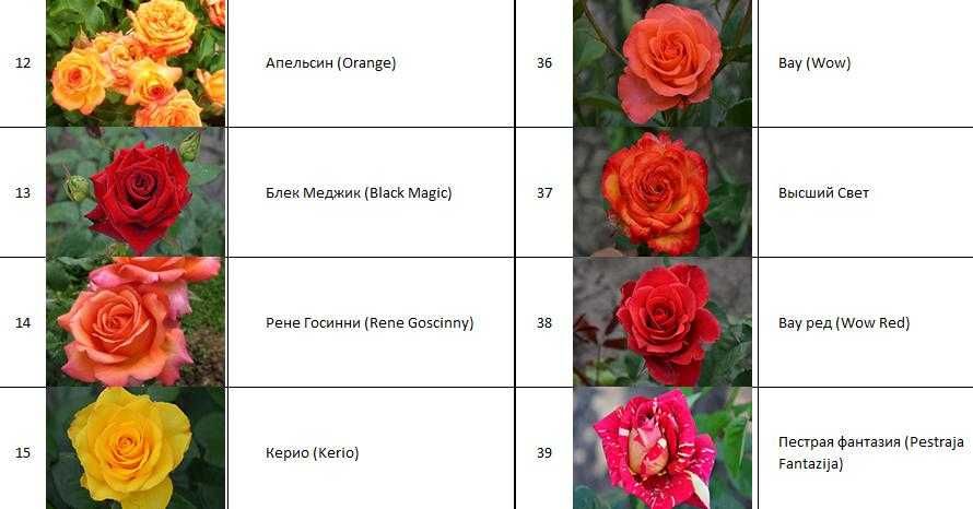 Атиргул кўчатлари - Саженцы роз