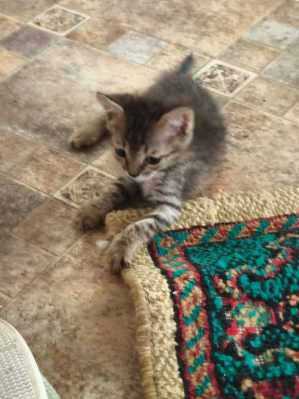 Котята бесплатно