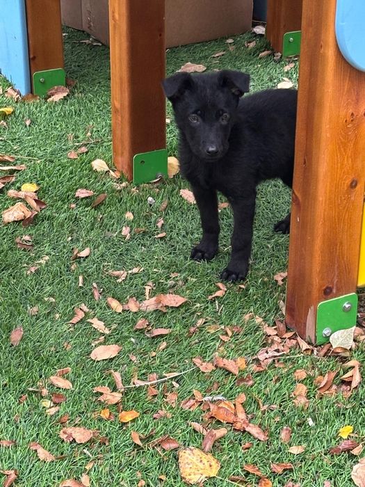 Малыш ищет дом..