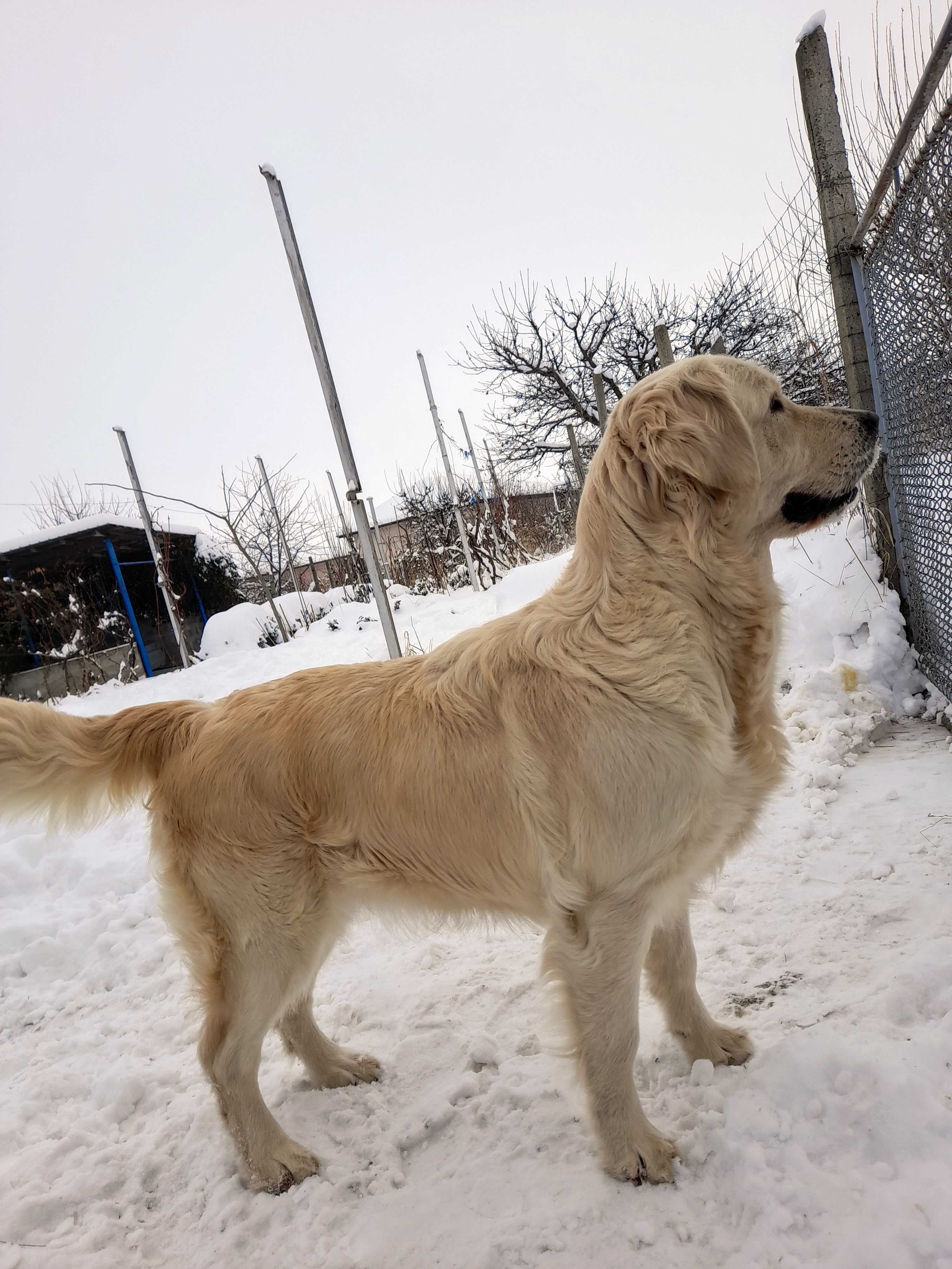 Mascul golden retriever , pedigree A, parinti campioni testati