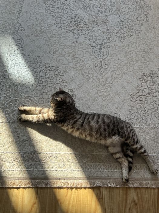 Отдам кота в хорошие руки