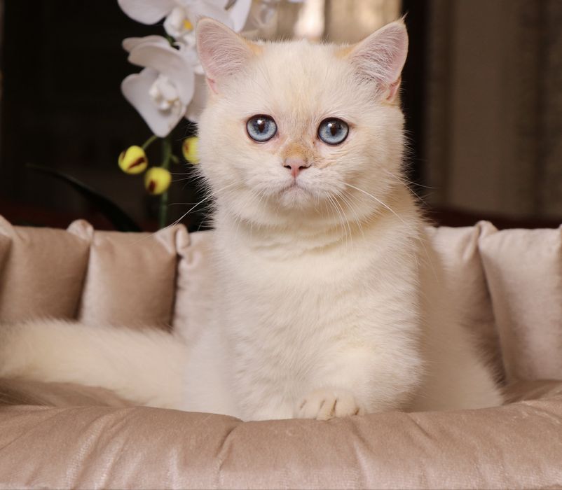 Британская шиншилла