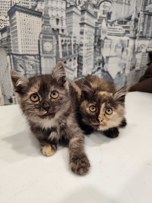 Котята ,девочки в добрые заботливые руки