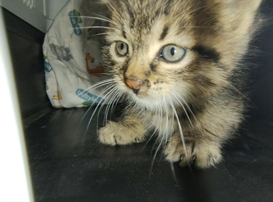 Спасяването беше почти невъзможно, сега търси дом