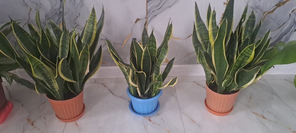 Цветы по низним ценам