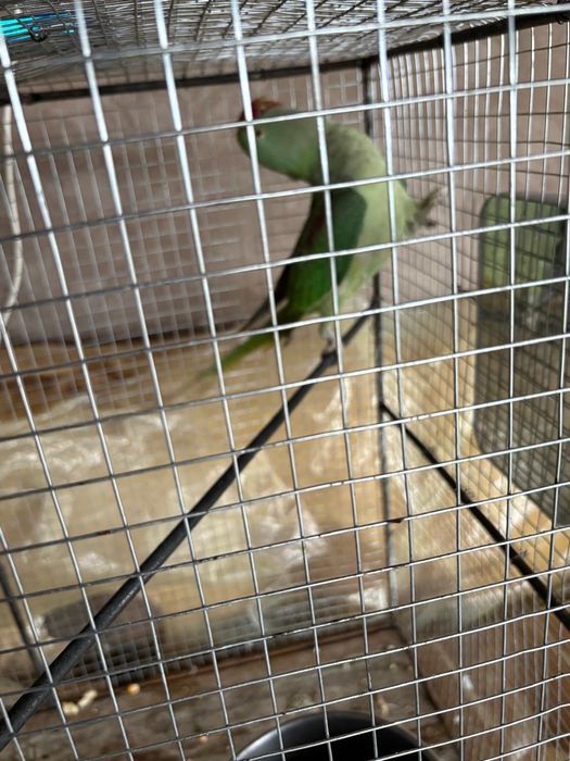 Marele Papagal Alexander