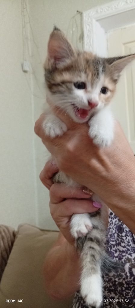Очаровательные котята