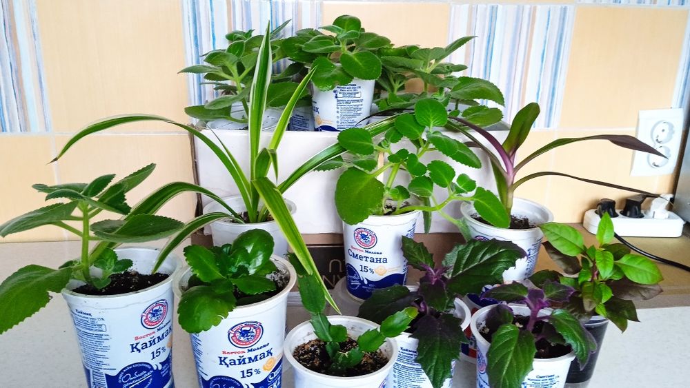 Комнатные цветы 500 тенге