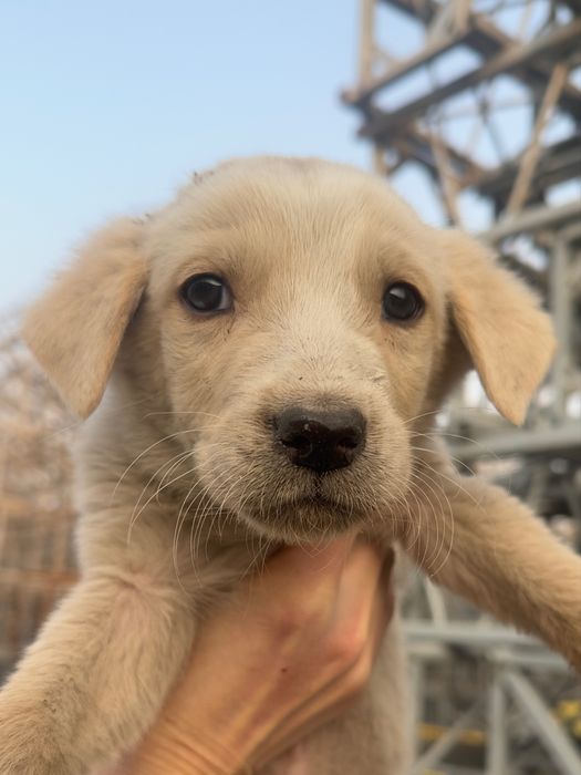 Щеночки в поисках дома!