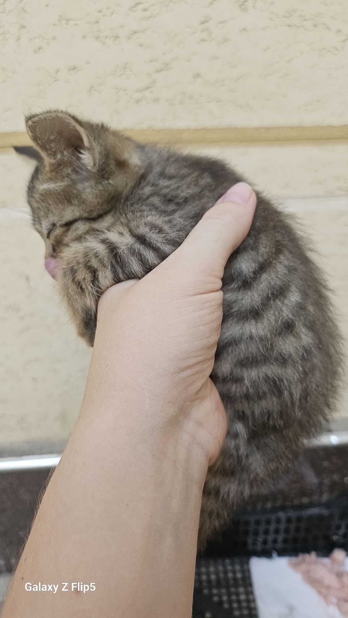 Отдам котёнка в добрые руки