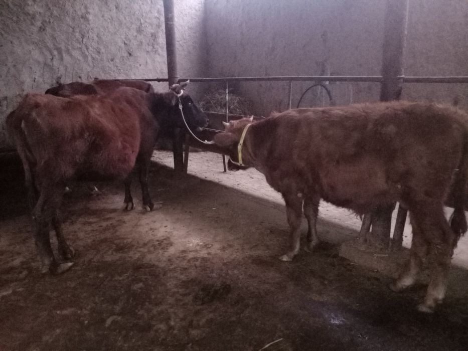 Bugʻoʻz bn buqqacha