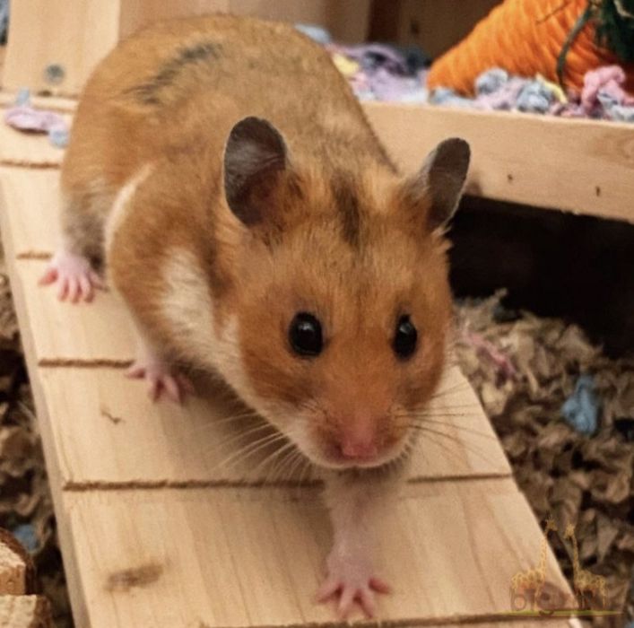 Хомячки сирийские