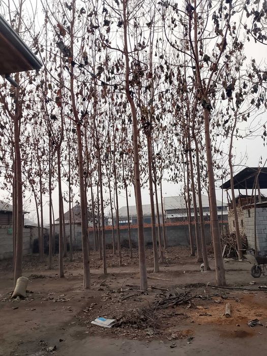 Pavlovniya sotiladi 2 yillik hohlang otinga hohlang boshqa narsaga