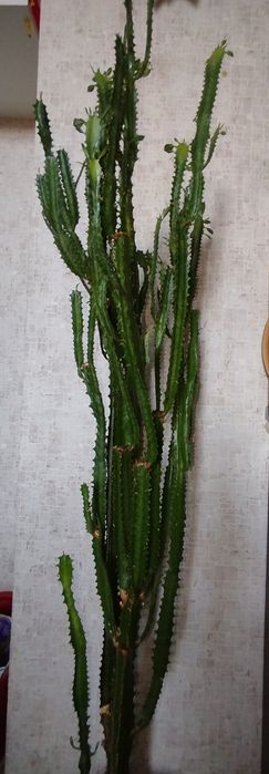 Цветы комнатные,домашние