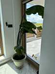 Planta Strelitzia 1.70m