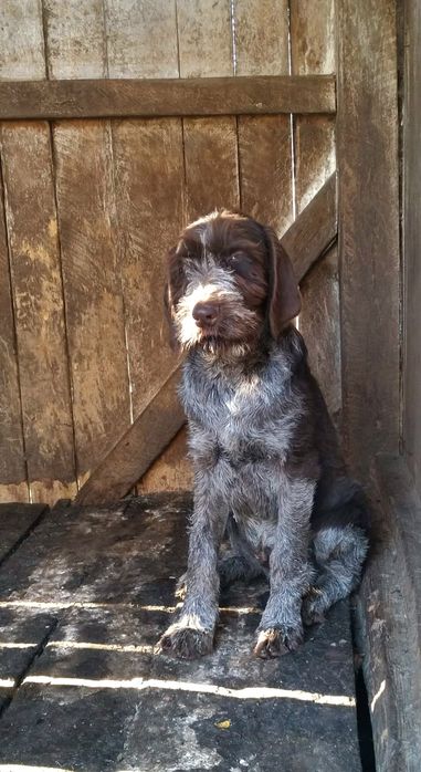 Pui brac german cu par sârmos