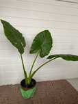 Vand planta urechea elefantului