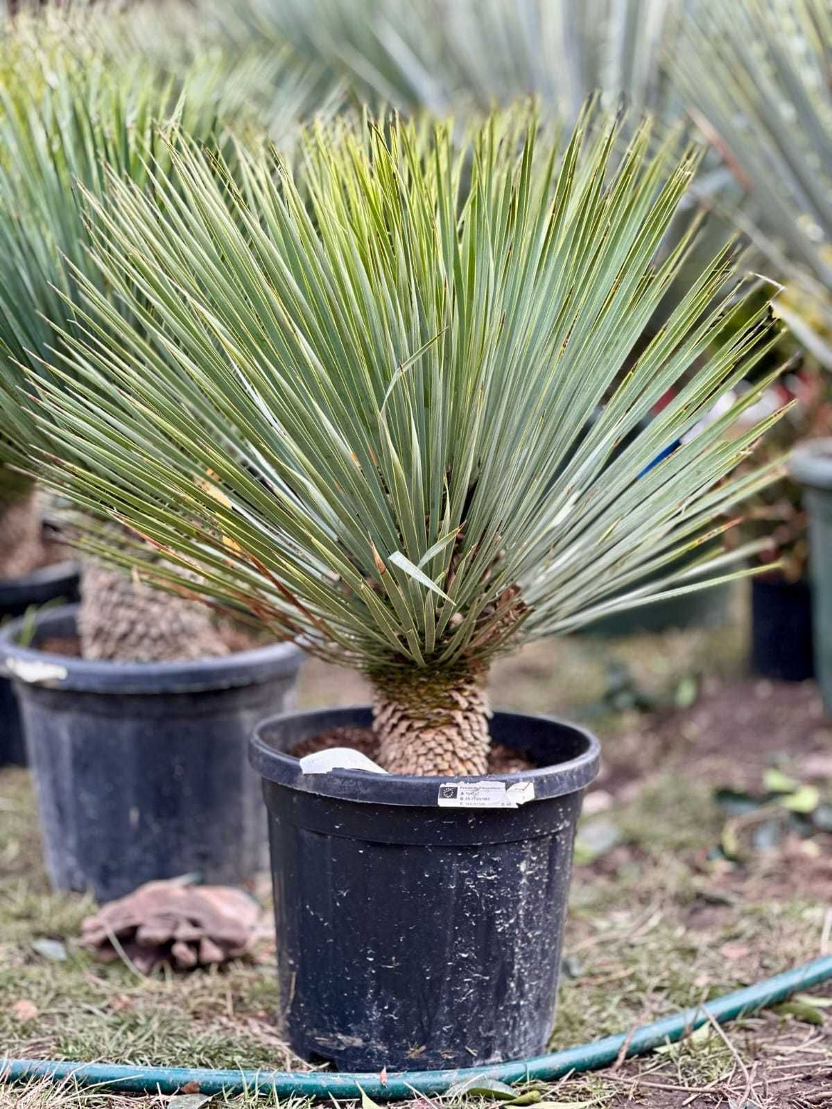 Plante ornamentale de calitate pentru grădina ta