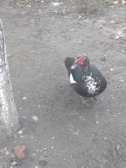 De vânzare sau schimb