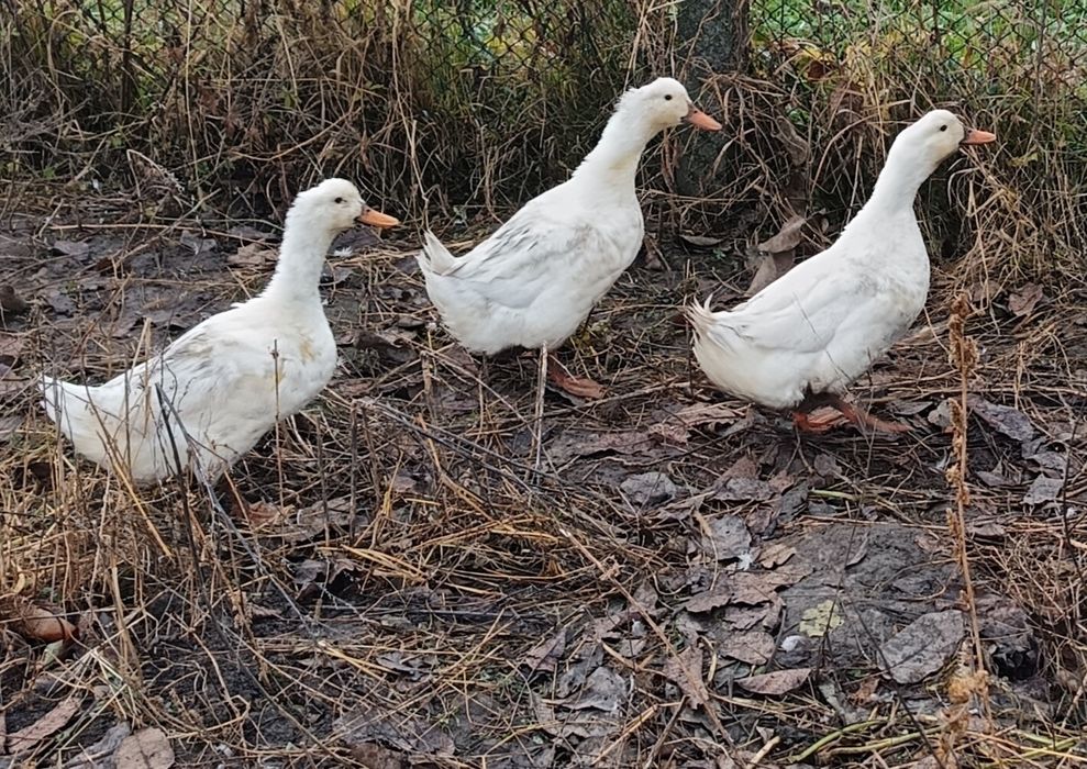 De vanzare gaste rate pekin rate mute pentru detalii in privat