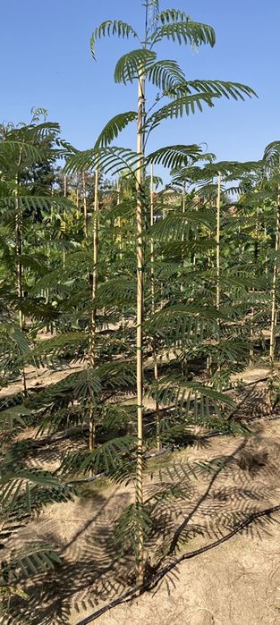 Albizia Julibrissin - Arborele de matase