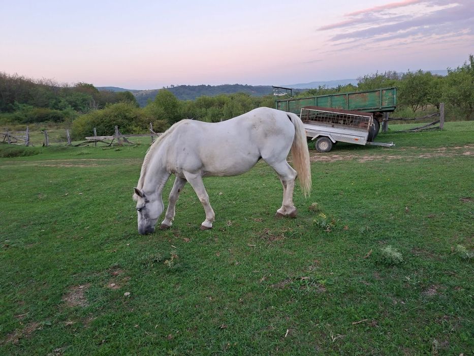 Vand iapa foarte cuminte