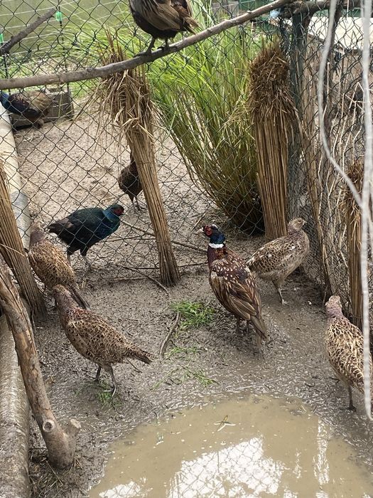 Fazani comuni si tenebros.