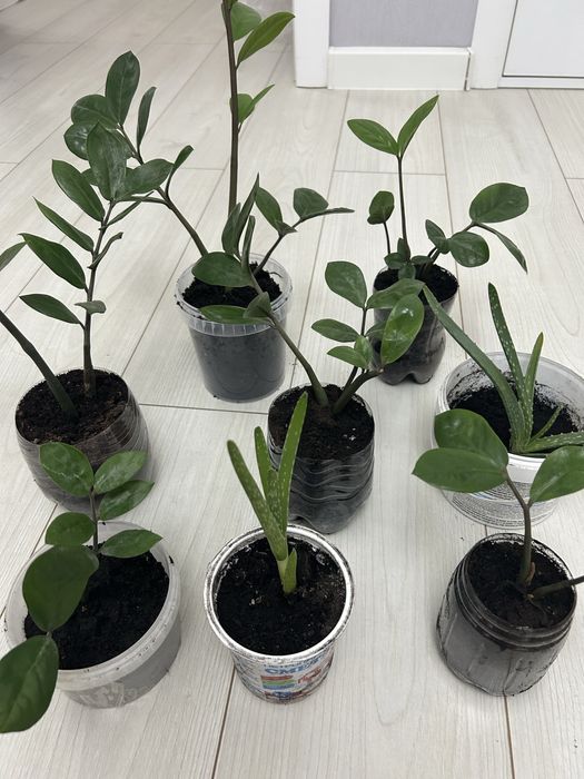 Гүлдер сатылады 2000 тг