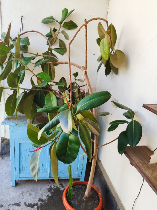 Fikus guli uyda oʻstirilgan