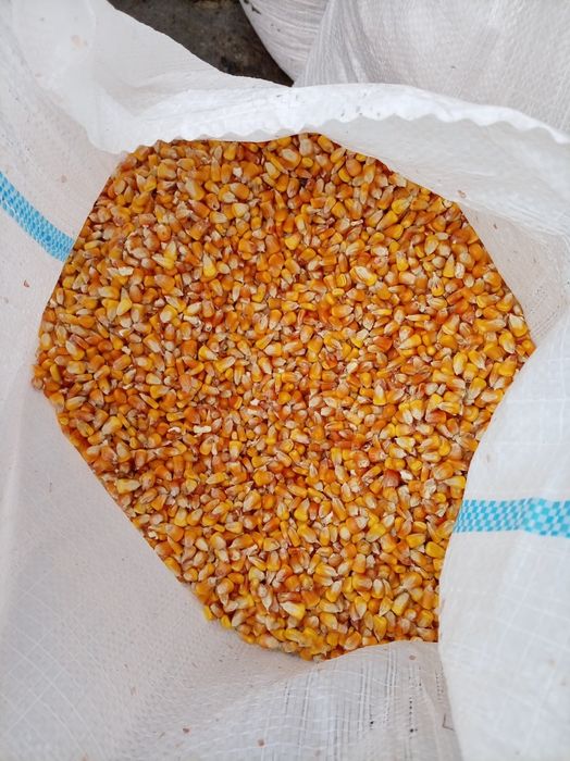 Vând porumb boabe 80 bani kg dispun transport la preț de motorină