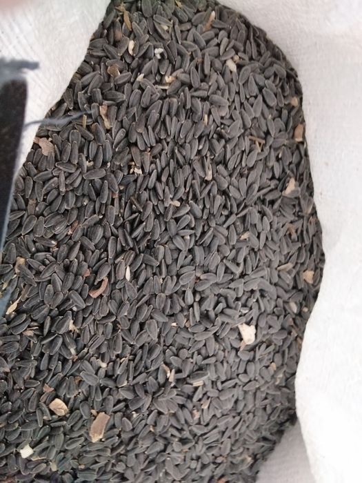 Vând Floarea Soarelui