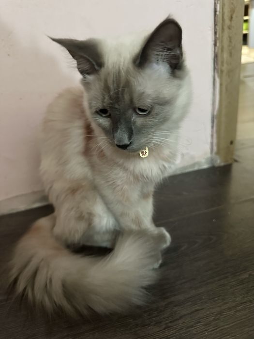 Продается кошка, пародастая